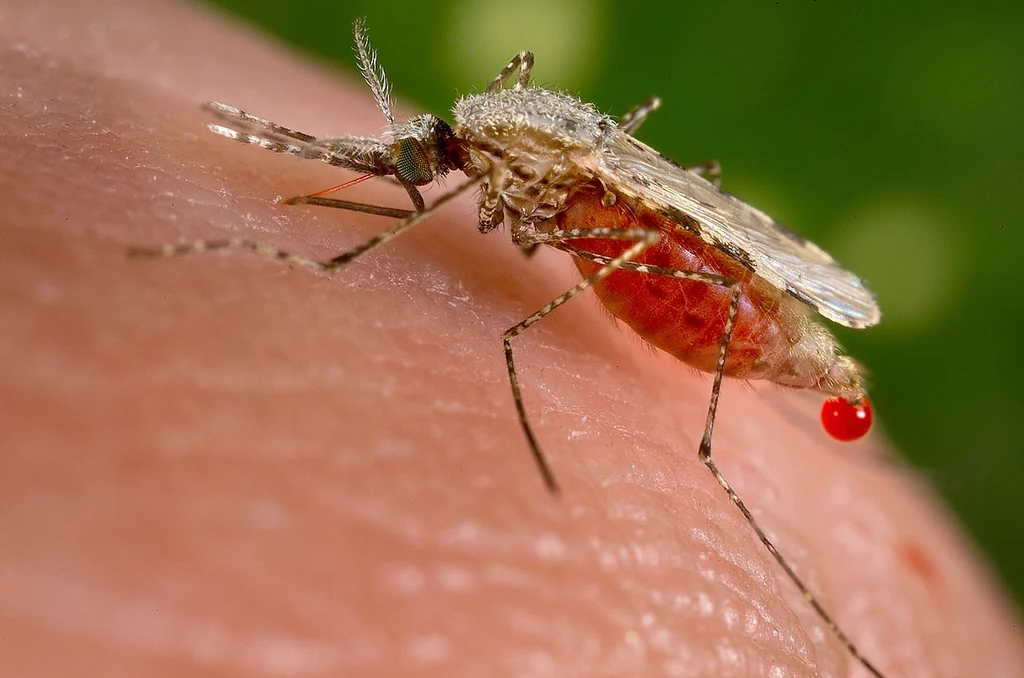 Tylko samice komarów wysysają krew
