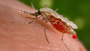 Malaria uderza w USA? Lekarze analizują pierwsze od 20 lat przypadki
