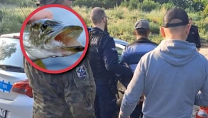 Wybierają ryby kilogramami. Reporterzy dotarli do polskich kłusowników