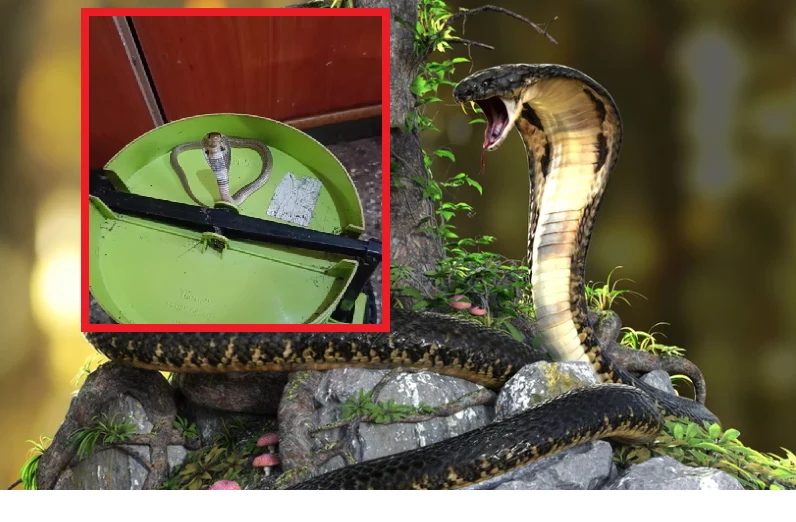 Kobra jest jednym z najbardziej jadowitych węży na świecie.