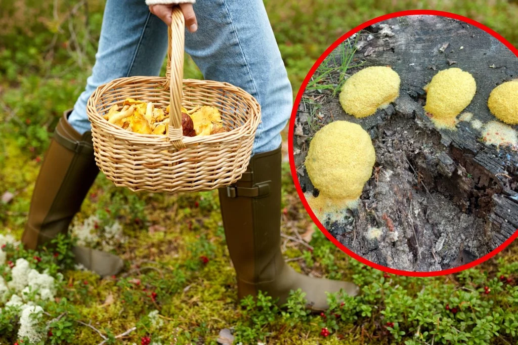 Nietypowy znalezisko w polskim lesie. To grzyb „dziwak”
