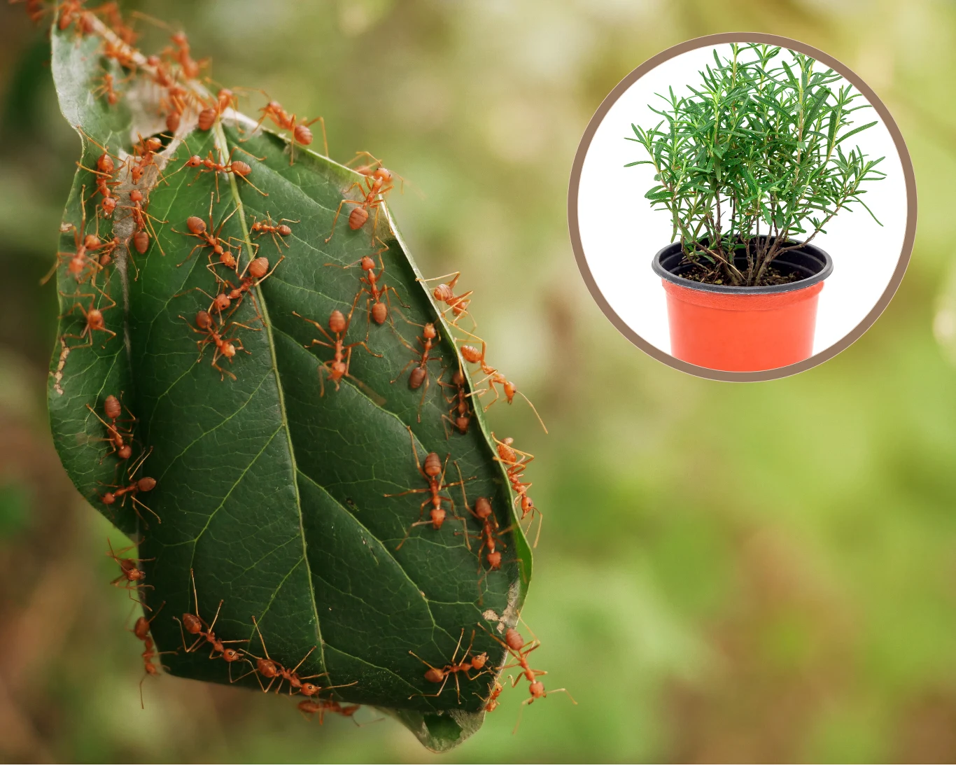 Jak pozbyć się mrówek z ogrodu? Lepiej unikać chemicznych oprysków