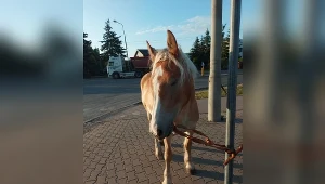 Niesforny koń biegał po ulicach Radomia
