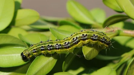 Ćma bukszpanowa zagraża krzewom bukszpanu.