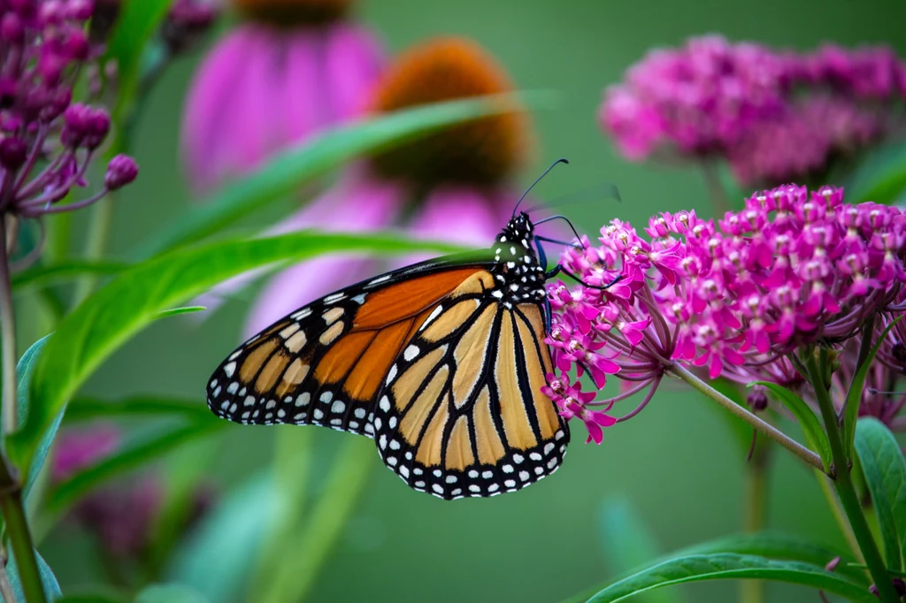 Naukowcy odkryli, że motyl monarcha może przebywać ogromne odległości dzięki małym plamkom na końcu skrzydeł