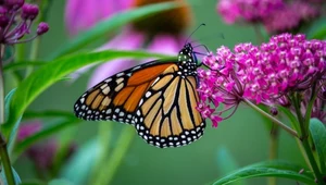 Tajemnica motyla monarchy. Dzięki ubarwieniu pokonuje tysiące kilometrów