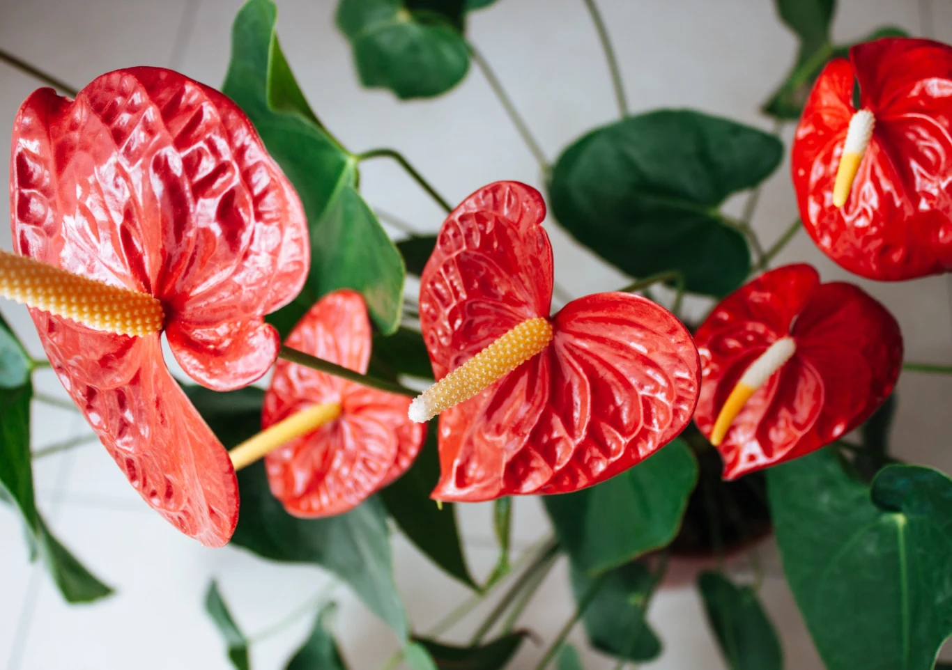 Anturium jako kwiat doniczkowy zachwyca szykownym wyglądem Anturium jako kwiat doniczkowy zachwyca szykownym wyglądem