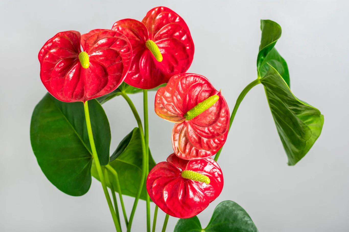 Obdarowując kogoś anturium, wyrazisz ciepłe uczucia Obdarowując kogoś anturium, wyrazisz ciepłe uczucia