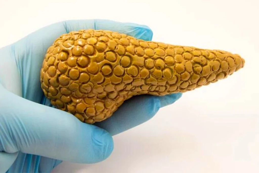 Życie bez trzustki jest możliwe, ale wymaga wielu wyrzeczeń, a także przestrzegania zasad żywienia i leczenia