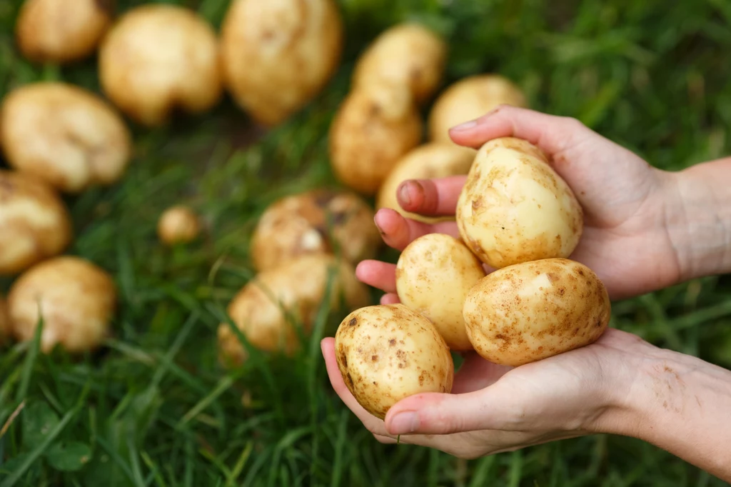 Solanina to trująca substancja występująca między innymi w ziemniakach