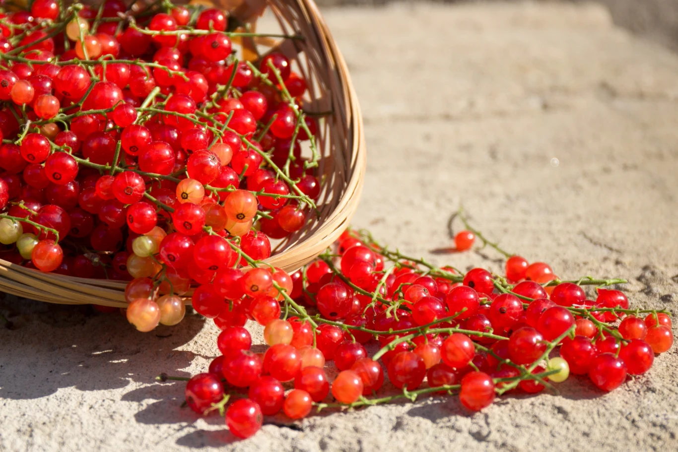 Przetwory z czerwonych porzeczek przypomną smak lata w zimie