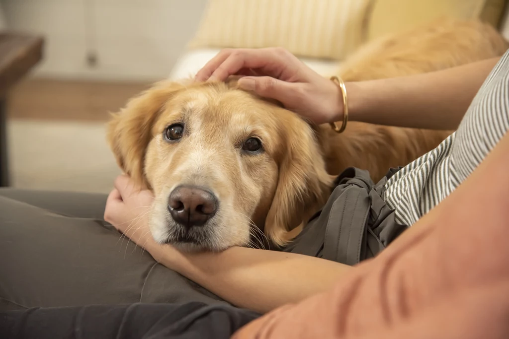 W ramach programu PEDIGREE® Relief Fund Mars Polska rozpoczął akcję konsumencką pod hasłem "Kup PEDIGREE® i wesprzyj psy i ich opiekunów w potrzebie"