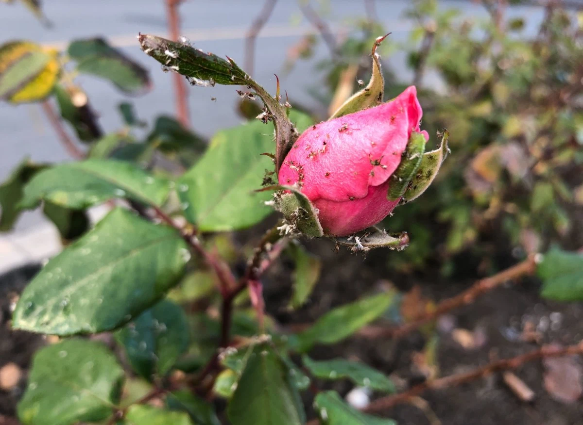 Mszyce najczęściej atakują między innymi róże. Opryski to skuteczny sposób na pozbycie się tych szkodników. Wiele takich preparatów można przygotować samodzielnie w domu.