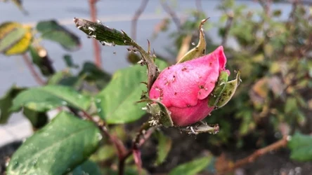 Co zrobić, by nie martwić się mszycami w ogrodzie?