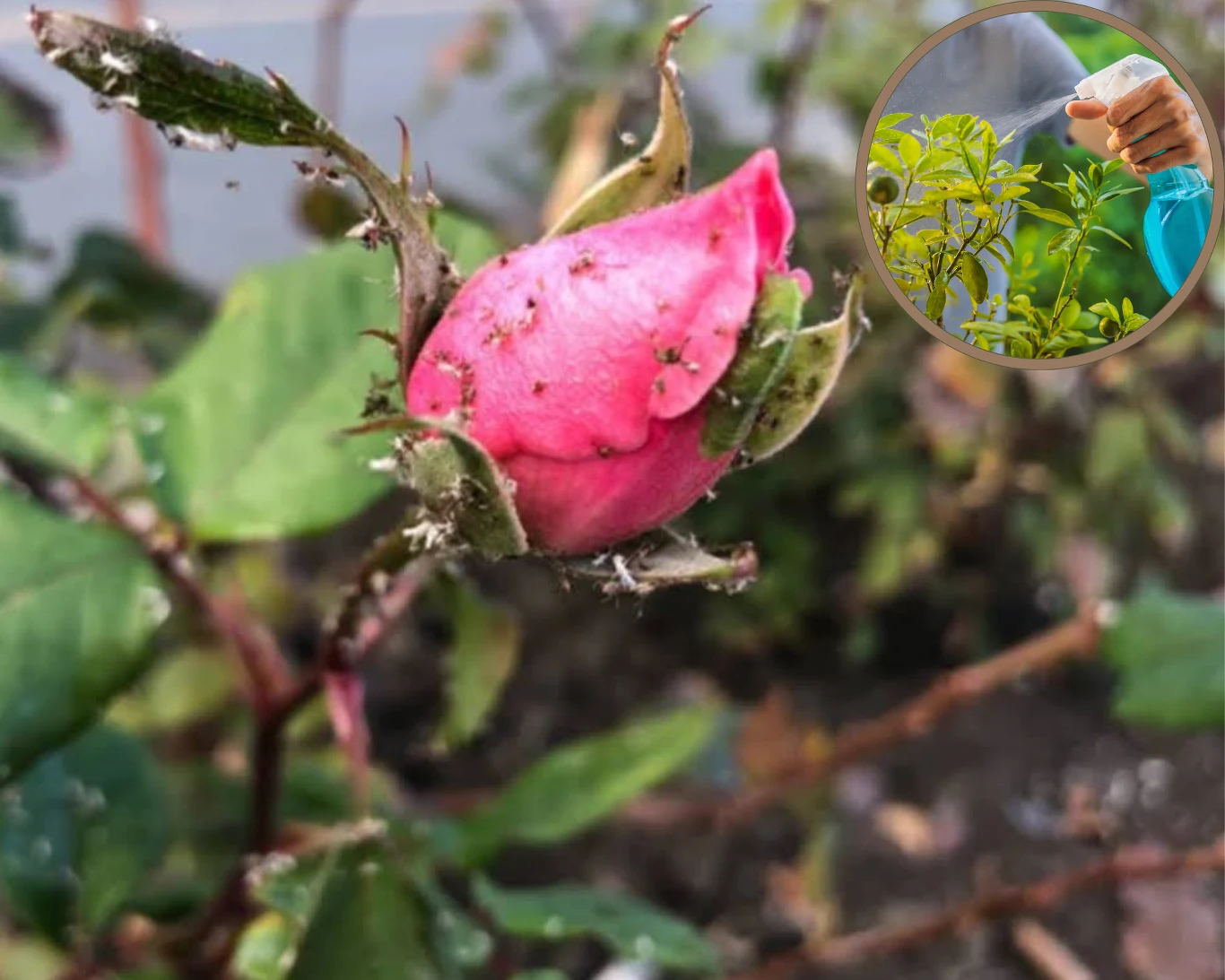 Mszyce potrafią zniszczyć rośliny w ogrodzie i na balkonie. Jak się ich pozbyć?