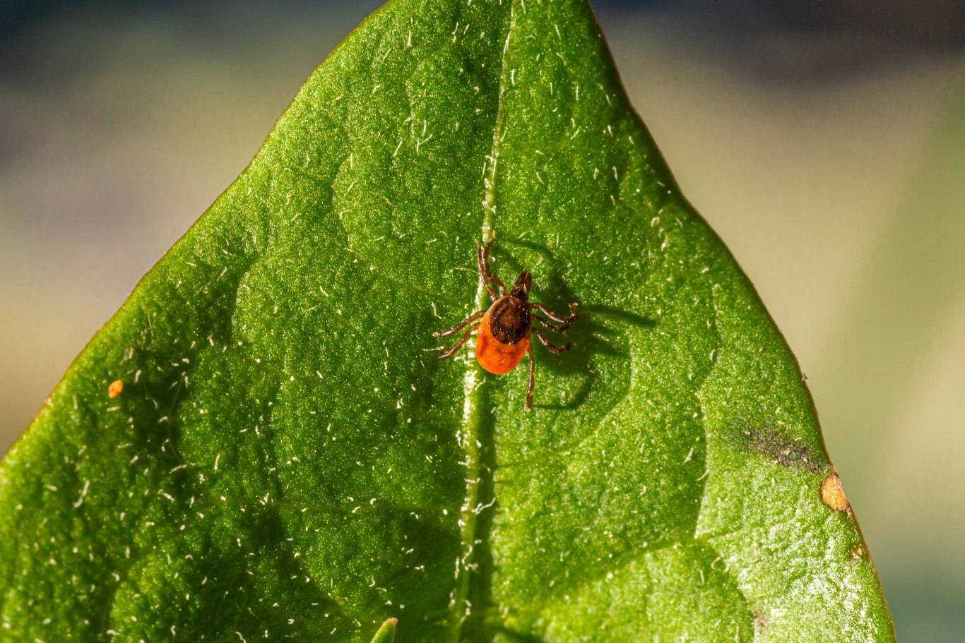 Jak pozbyć się kleszczy z własnego ogrodu? Jak pozbyć się kleszczy z własnego ogrodu?