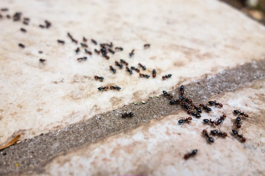Patenty na pozbycie się mrówek z ogrodu