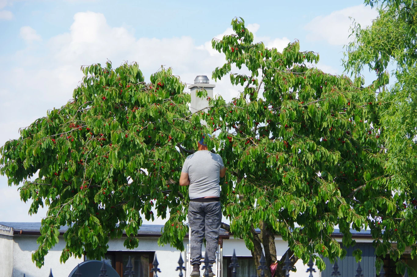 Ile metrów od granicy działki można posadzić drzewa? Ile metrów od granicy działki można posadzić drzewa?