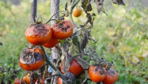 Zaraza ziemniaczana na pomidorach. Objawy i zwalczanie. Czym pryskać?