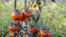 Zaraza ziemniaczana na pomidorach może w zaledwie kilka dni spustoszyć nasze uprawy. Jak się przed nią chronić i co zrobić, kiedy zauważymy chorobę na krzewach?