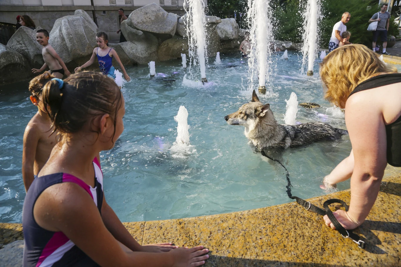 Zwierzęta mogą zanieczyścić wodę w fontannie swoimi odchodami