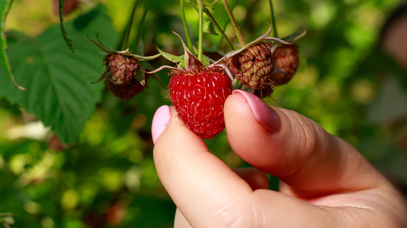 Owoce takie jak maliny, truskawki i porzeczki mają ogromny potencjał pielęgnacyjny
