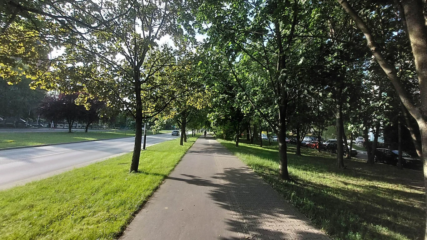 Tak obecnie wygląda szpaler drzew, który ma zostać wycięty