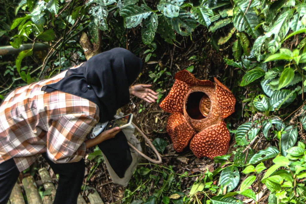 "Trupi kwiat" w w Indonezji