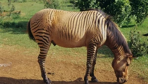 To nie Photoshop. Te zwierzęta naprawdę istnieją 