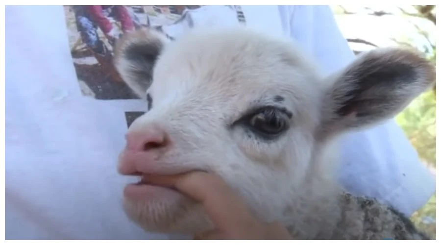 Youtube/ Geep jest bardzo rzadko występującą hybrydą