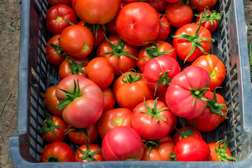 Pomidory mimo że bardzo zdrowe, mogą również być powodem dolegliwości u niektórych osób
