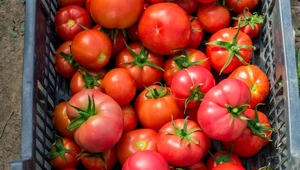 Ustalono, kto nie powinien sięgać po pomidory. Dla niektórych są bardzo niebezpieczne