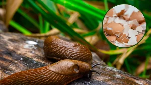 Nie wyrzucaj ich, mogą przydać się w walce ze ślimakami. Sprawdź, jak skutecznie pozbyć się szkodników