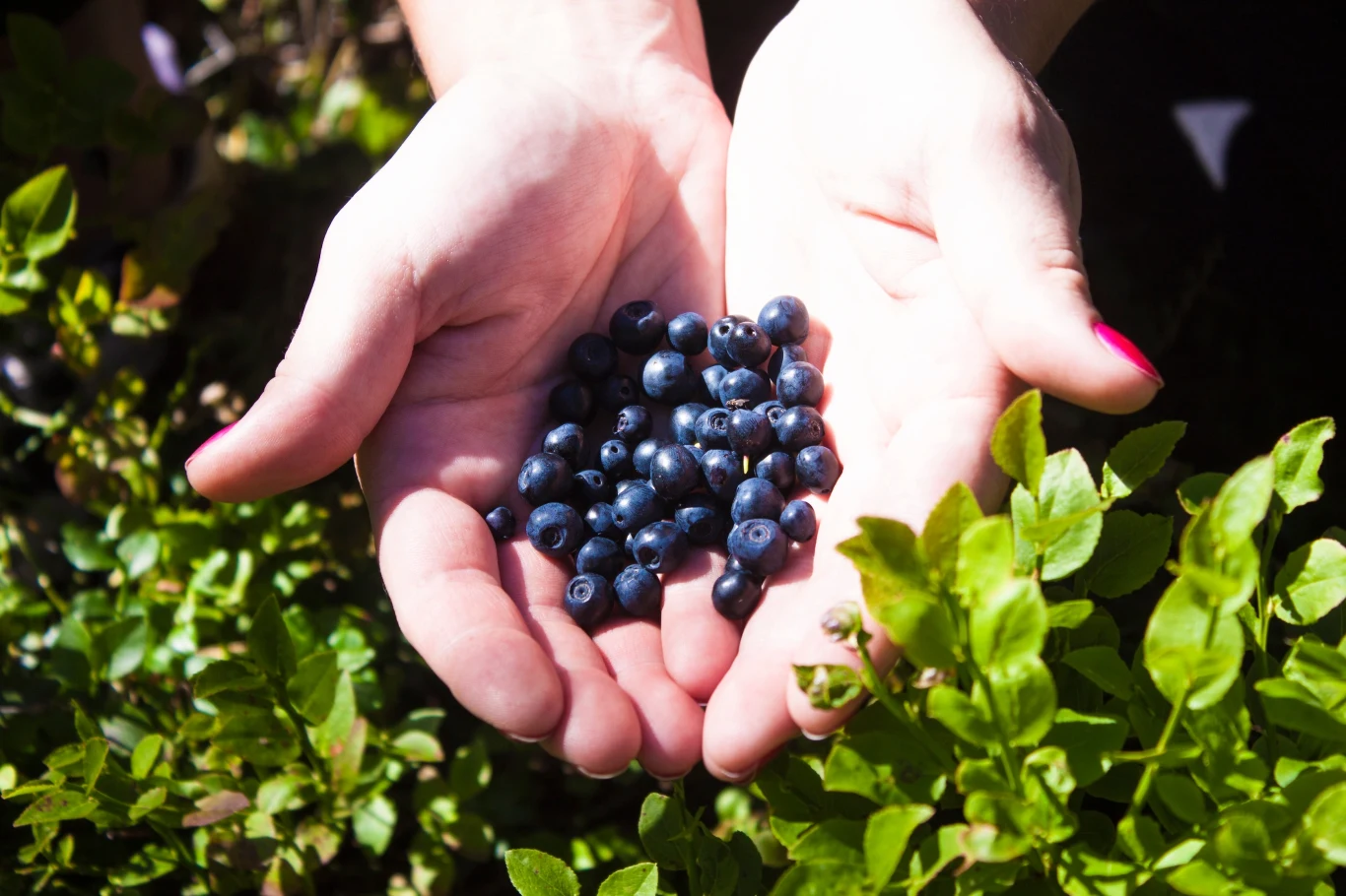 Leśne jagody polecają się w czerwcu. Przygotujesz z nich przeciwzmarszczkową maseczkę