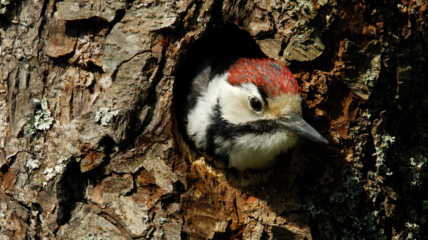 Ekolodzy alarmują, że z powodu możliwej wycinki ucierpieć może m.in. dzięcioł białogrzbiety i kilka innych gatunków