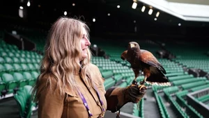 Myszołowiec towarzyski Rufus - strażnik Wimbledonu