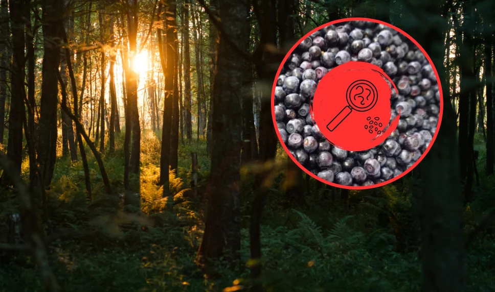 Bąblowice diagnozuje się corocznie u kilkudziesięciu Polaków Bąblowice diagnozuje się corocznie u kilkudziesięciu Polaków