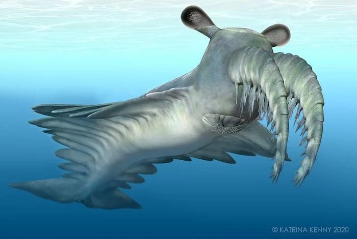 Morski potwór sprzed 500 mln lat skrywał tajemnicę (ilustracja przedstawiająca Anomalocaris)