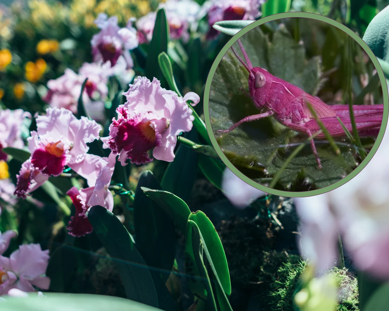 Facebook BBC News. Zdjęcie różowego konika polnego, wykonane przez Gary'ego Phillipsa Facebook BBC News. Zdjęcie różowego konika polnego, wykonane przez Gary'ego Phillipsa