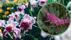 Widok tego owada zachwyca. Człowiek ma 1 proc. szans, by zobaczyć go na żywo