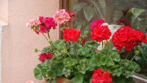 Możesz mieć pelargonie za darmo. Wystarczy miód i cynamon