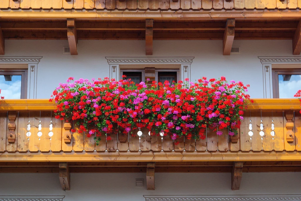 Pelargonie na balkonie mogą być niebezpieczne. Eksperci alarmują