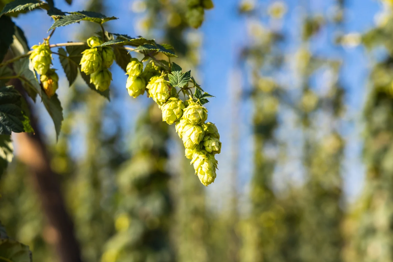 Chmiel jest rośliną jadalną, której liście, młode pędy i szyszki wykorzystuje się w kuchni
