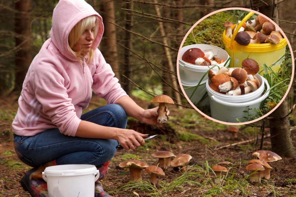 Lipiec jest wyjątkowo szczodry tego lata, pod względem ilości grzybów w lasach