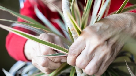 Jakie szkodniki atakują dracenę?