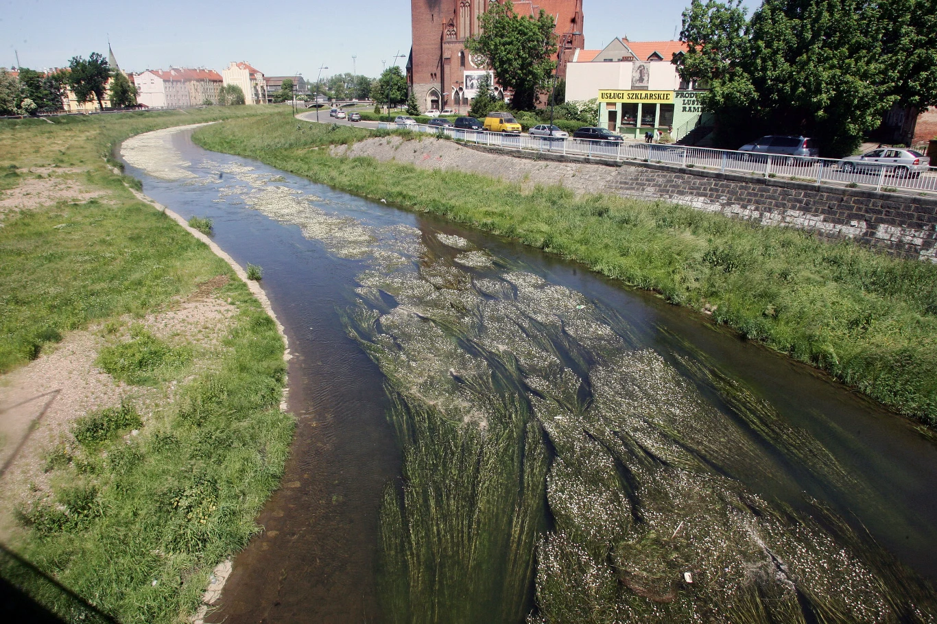 Włosienicznik w Legnicy