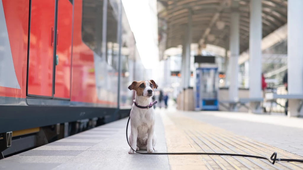 Podróż komunikacją publiczną może wiązać się z ogromnym stresem psa 