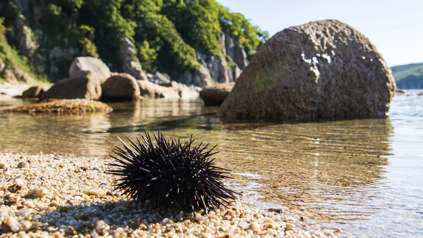 Ukłucie kolcem jeżowca trzeba jak najszybciej opatrzyć. Rana łatwo się zakaża Ukłucie kolcem jeżowca trzeba jak najszybciej opatrzyć. Rana łatwo się zakaża