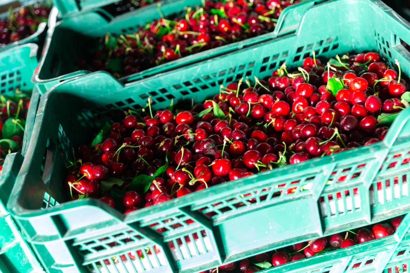 Ceny wiśni w tym roku są dość wysokie Ceny wiśni w tym roku są dość wysokie