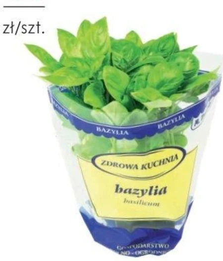 Bazylia w doniczce Traczyk